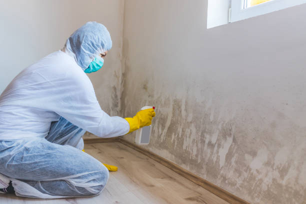 Licensed Commercial Mold Remediation service in Berryville, VA - WQB Mold Removal